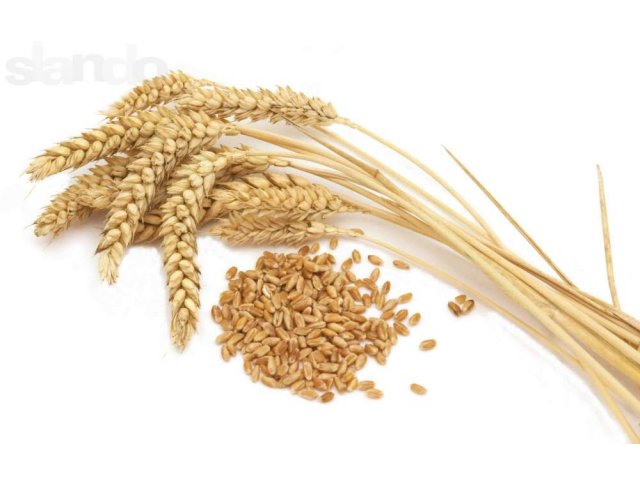 Купим пшеницу оптом: 150.000 тонн в городе Санкт-Петербург, фото 2, Ленинградская область