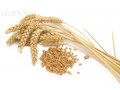 Купим пшеницу оптом: 150.000 тонн в городе Санкт-Петербург, фото 2, стоимость: 0 руб.