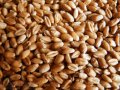 Зерно пшеницы в городе Красноярск, фото 1, Красноярский край
