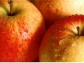 Продам яблоки производство Польша-оптом. в городе Калининград, фото 1, Калининградская область