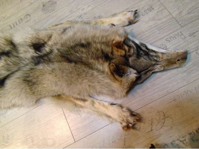Шкура волка в городе Москва, фото 2, стоимость: 0 руб.