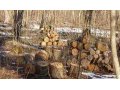 доставка дров в городе Калининград, фото 1, Калининградская область