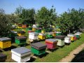 Обменяю пчёл на стройматериаллы в городе Казань, фото 1, Татарстан
