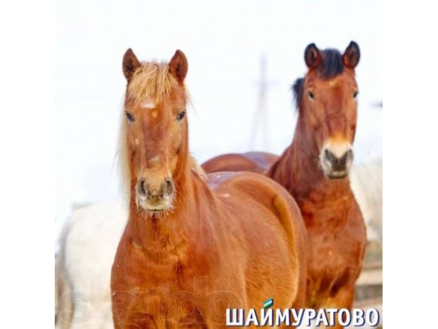 Продается действующий рентабельный колхоз под уфой в городе Уфа, фото 6, стоимость: 329 700 000 руб.