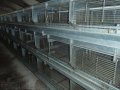 Продам птицефабрику на 63 Га, Адыгея, г. Майкоп в городе Майкоп, фото 5, стоимость: 90 000 000 руб.