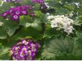 Цветы в горшках в городе Саратов, фото 1, Саратовская область