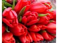 Продаю Цветы в Калининграде по низким ценам! в городе Калининград, фото 1, Калининградская область
