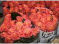 Продаю цветы в городе Минеральные Воды, фото 1, Ставропольский край