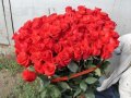 Розы оптом в городе Краснодар, фото 1, Краснодарский край