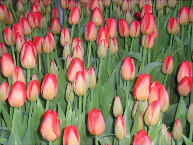 Тюльпаны к 8 марта от производителя Уралмаш в городе Екатеринбург, фото 2, Свердловская область