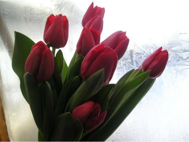 Тюльпаны к 8 марта от производителя Уралмаш в городе Екатеринбург, фото 4, Прочее