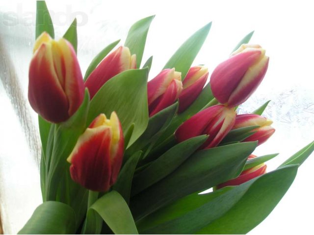 Тюльпаны к 8 марта от производителя Уралмаш в городе Екатеринбург, фото 5, Свердловская область