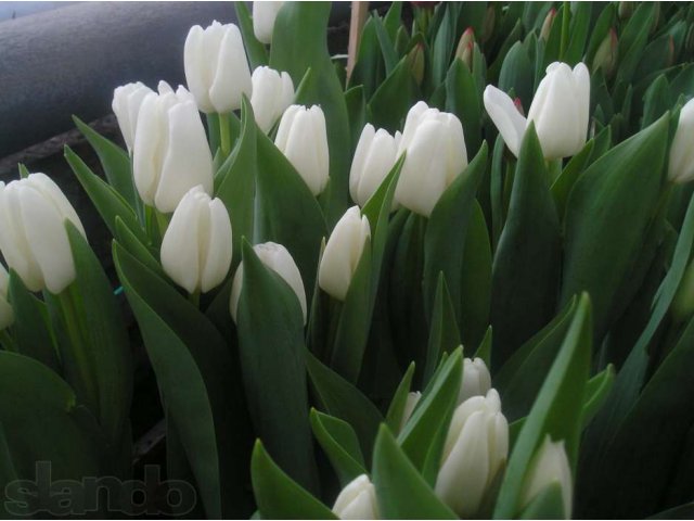 Тюльпаны к 8 марта от производителя Уралмаш в городе Екатеринбург, фото 7, Прочее