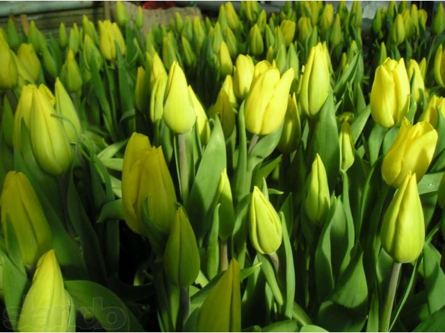 Тюльпаны к 8 марта от производителя Уралмаш в городе Екатеринбург, фото 8, Свердловская область