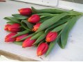 Тюльпаны к 8 марта от производителя Уралмаш в городе Екатеринбург, фото 3, Прочее