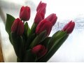 Тюльпаны к 8 марта от производителя Уралмаш в городе Екатеринбург, фото 4, Свердловская область