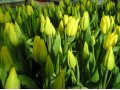 Тюльпаны к 8 марта от производителя Уралмаш в городе Екатеринбург, фото 8, стоимость: 0 руб.