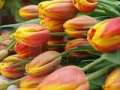 Тюльпаны к 8 марта в городе Барнаул, фото 1, Алтайский край