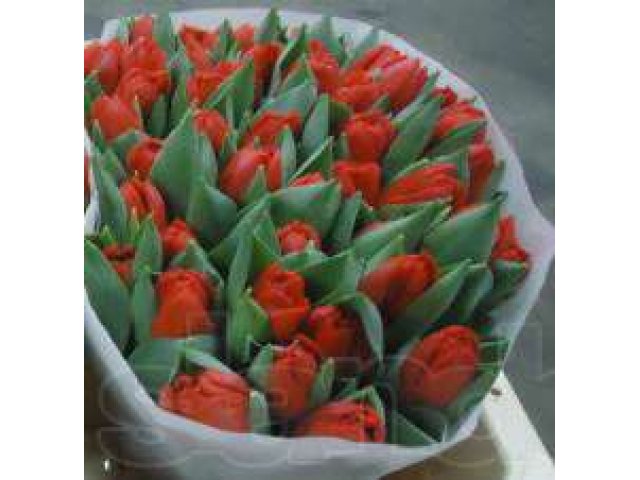 Тюльпаны оптом к 8 марта 2013. Живые срезанные цветы оптом. в городе Красноярск, фото 1, Прочее