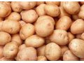Деревенский картофель в городе Томск, фото 1, Томская область