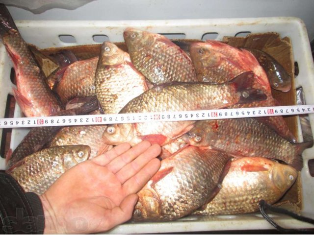 свежая рыба в городе Оренбург, фото 6, Прочее