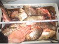 свежая рыба в городе Оренбург, фото 6, Прочее