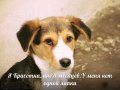 Подросшие собачки в добрые руки в городе Краснодар, фото 1, Краснодарский край