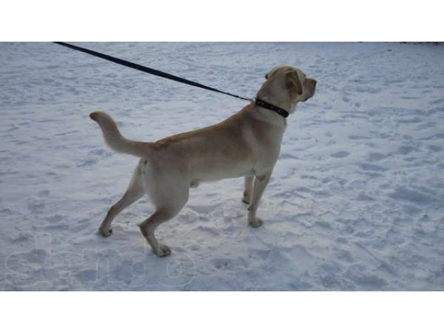 Лабрадор - ретривер для вязки в городе Воронеж, фото 1, Отдам даром