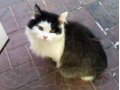 найден котенок в городе Тольятти, фото 1, Самарская область