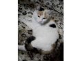 Кошка Сабина в городе Саранск, фото 1, Мордовия