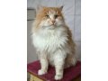 Обаятельный кот Гарфилд в городе Саранск, фото 1, Мордовия