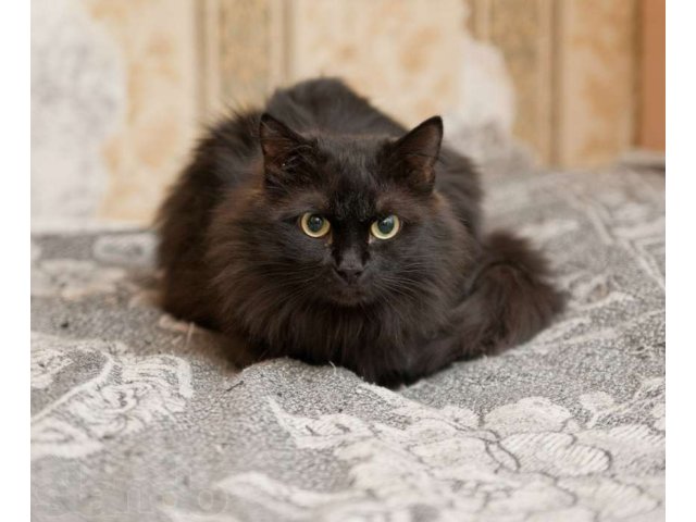 Черный кот в добрые руки. в городе Сургут, фото 1, стоимость: 0 руб.