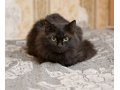 Черный кот в добрые руки. в городе Сургут, фото 1, Ханты-Мансийский автономный округ