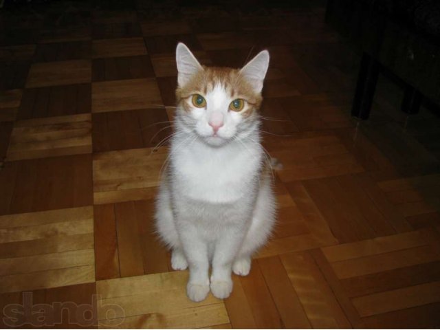 Золотистый котик с золотым характером в добрые руки в городе Ижевск, фото 1, стоимость: 0 руб.