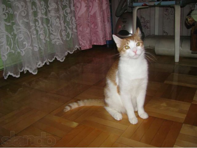 Золотистый котик с золотым характером в добрые руки в городе Ижевск, фото 4, стоимость: 0 руб.