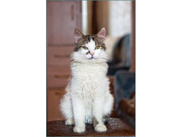 Отдам кота Мерлина в городе Сыктывкар, фото 1, Отдам даром