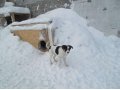 Отдам щенков в добрые руки!!! в городе Тюмень, фото 1, Тюменская область