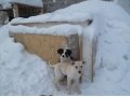 Отдам щенков в добрые руки!!! в городе Тюмень, фото 4, Тюменская область