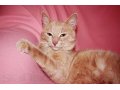 Отдам кота Барбариса в городе Сыктывкар, фото 2, стоимость: 0 руб.