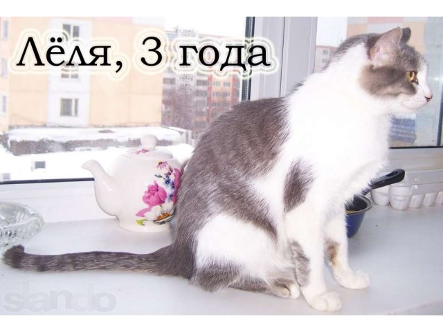 Ищет дом кошечка в городе Саранск, фото 2, Мордовия
