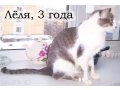 Ищет дом кошечка в городе Саранск, фото 2, стоимость: 0 руб.