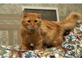 Апельсиновый кот ищет дом в городе Сургут, фото 1, Ханты-Мансийский автономный округ