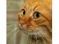 Апельсиновый кот ищет дом в городе Сургут, фото 2, стоимость: 0 руб.