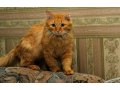 Апельсиновый кот ищет дом в городе Сургут, фото 5, стоимость: 0 руб.