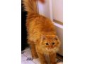 Апельсиновый кот ищет дом в городе Сургут, фото 6, Отдам даром