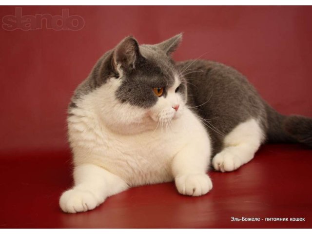 Шикарный британский кот для вязок в городе Сургут, фото 1, Обмен