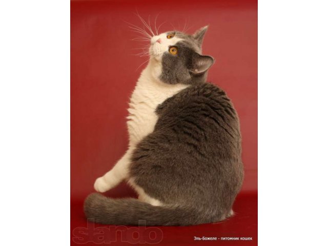 Шикарный британский кот для вязок в городе Сургут, фото 3, стоимость: 0 руб.