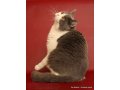 Шикарный британский кот для вязок в городе Сургут, фото 3, Обмен
