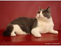 Шикарный британский кот для вязок в городе Сургут, фото 5, стоимость: 0 руб.
