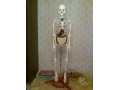 Продается скелет Тема в городе Киров, фото 1, Кировская область